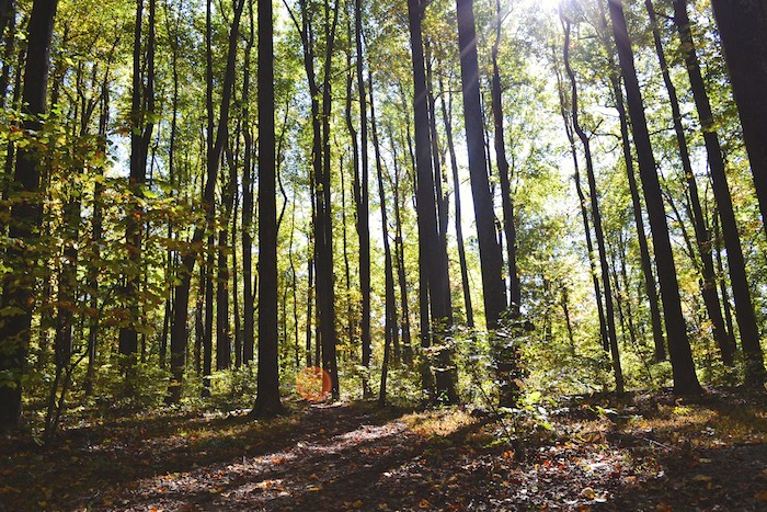 nature-activities-kids